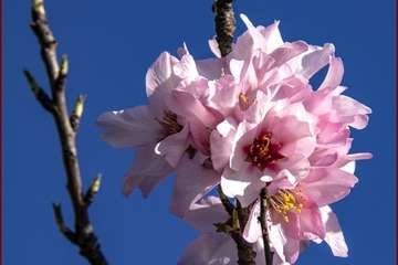 Manto de tonos blancos y rosas en Gran Canaria (Reportaje gráfico de Ildefonso Rodríguez)